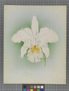 Rhyncholaeliocattleya Irene