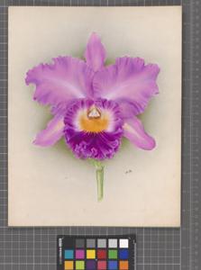 Rhyncholaeliocattleya Mayfair