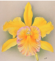 Rhyncholaeliocattleya Sofrano