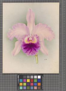 Rhyncholaeliocattleya Monarch