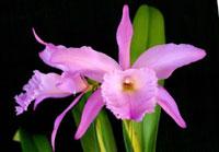 Rhyncholaeliocattleya Pulcherrima