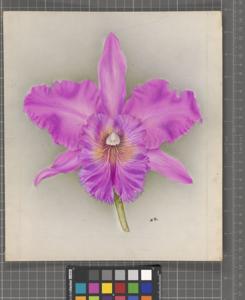 Rhyncholaeliocattleya Bruges