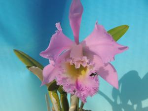 Rhyncholaeliocattleya Digbyano-Warneri