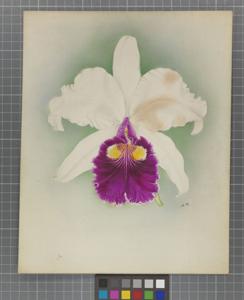 Rhyncholaeliocattleya Eleanore