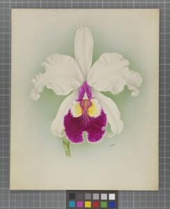 Rhyncholaeliocattleya Eleanore