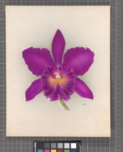 Rhyncholaeliocattleya Hannibal