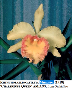 Rhyncholaeliocattleya Miranda