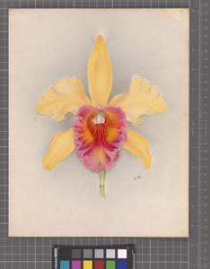 Rhyncholaeliocattleya Miranda