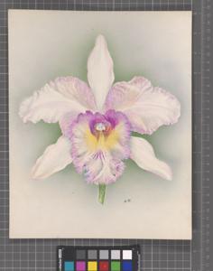 Rhyncholaeliocattleya Penelope