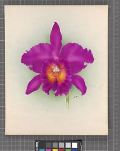 Rhyncholaeliocattleya Ruby (1918)