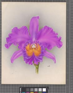 Rhyncholaeliocattleya Vilmoriniana