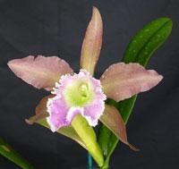 Rhyncholaeliocattleya Helen