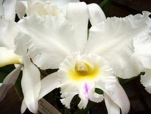 Rhyncholaeliocattleya Baladin