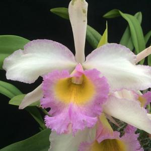 Rhyncholaeliocattleya Everest