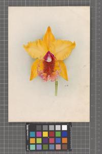 Rhyncholaeliocattleya J. M. Black