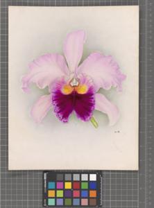 Rhyncholaeliocattleya Jupiter