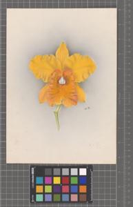 Rhyncholaeliocattleya Mithra