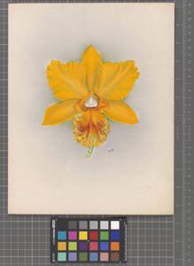 Rhyncholaeliocattleya Mithra