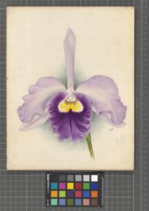 Rhyncholaeliocattleya Veitchii