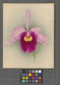 Rhyncholaeliocattleya Veitchii