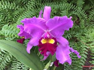 Rhyncholaeliocattleya Medea (1946)