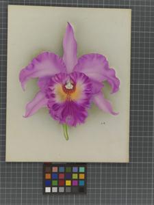 Rhyncholaeliocattleya British Queen