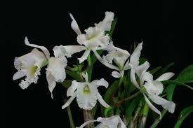 Rhyncholaeliocattleya Diadem