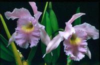 Rhyncholaeliocattleya Diadem