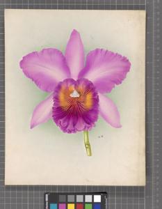 Rhyncholaeliocattleya Heatherwood