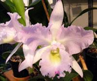 Rhyncholaeliocattleya Marguerite Fournier