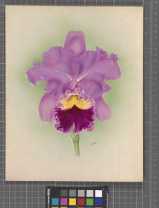 Rhyncholaeliocattleya Princess Patricia