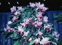 Rhyncholaeliocattleya Princess Patricia