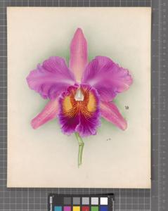 Rhyncholaeliocattleya Rosita