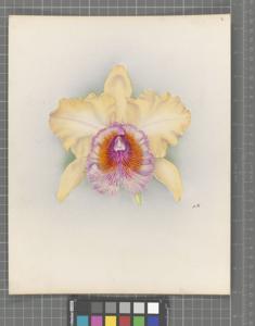 Rhyncholaeliocattleya Rosita