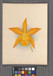 Rhyncholaeliocattleya Mrs. M. Gratrix