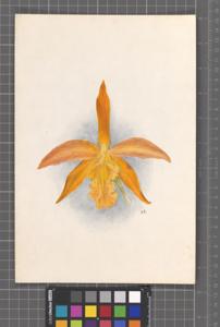 Rhyncholaeliocattleya Mrs. M. Gratrix