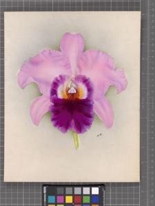 Rhyncholaeliocattleya Caligula