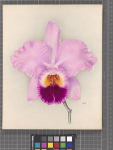 Rhyncholaeliocattleya Caligula