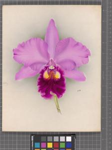 Rhyncholaeliocattleya Caligula