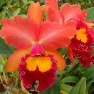 Rhyncholaeliocattleya Maitland