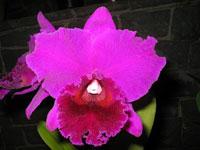 Rhyncholaeliocattleya Roberto Cardoso