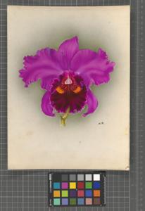 Rhyncholaeliocattleya Zeecrabbe