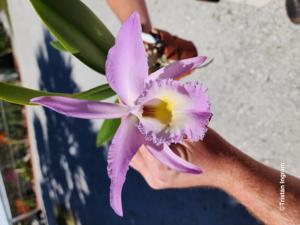 Rhyncholaeliocattleya Digbyano-mossiae