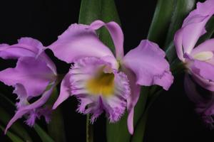 Rhyncholaeliocattleya Digbyano-mossiae