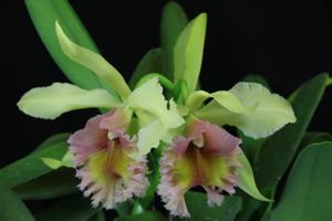 Rhyncholaeliocattleya Mrs. J. Leemann