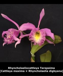 Rhyncholaeliocattleya Terepaima