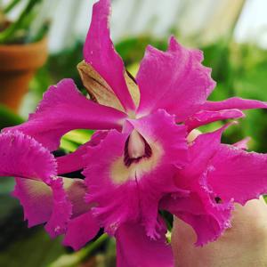 Rhyncholaeliocattleya Agnes McWilliams