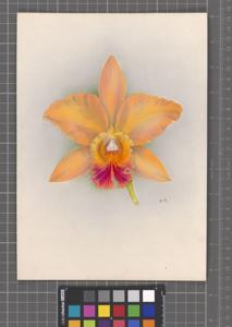 Rhyncholaeliocattleya Aprica