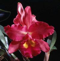 Rhyncholaeliocattleya Blanche Okamoto