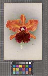 Rhyncholaeliocattleya Midenette